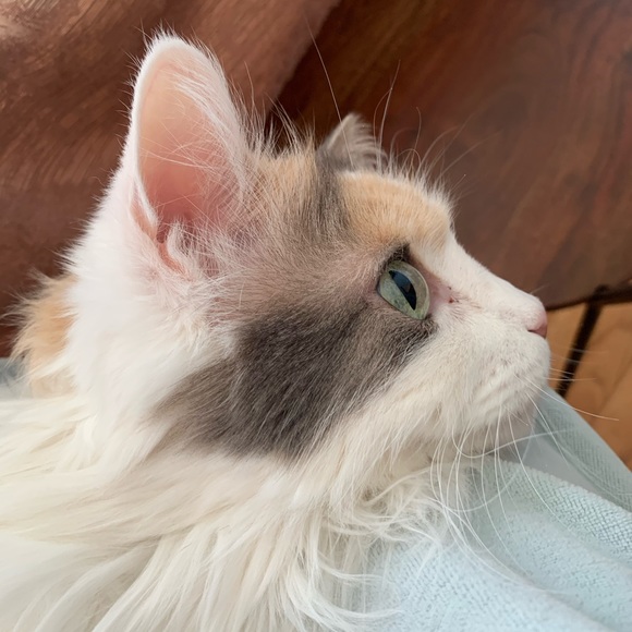 Hi, I’m Arka Deo. Thank you for stopping by. - Picture 6 of 10